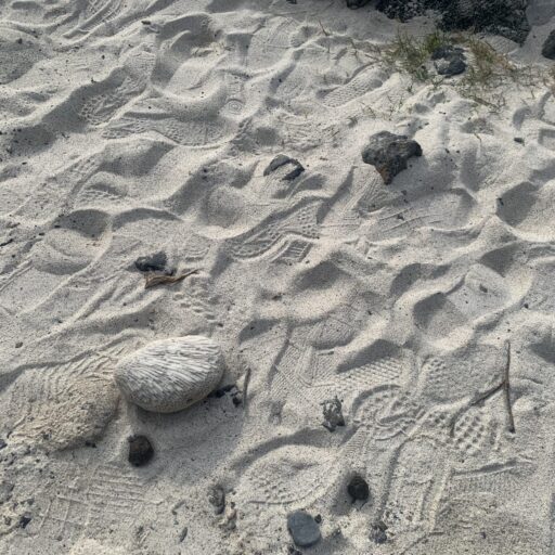 ビリジアン