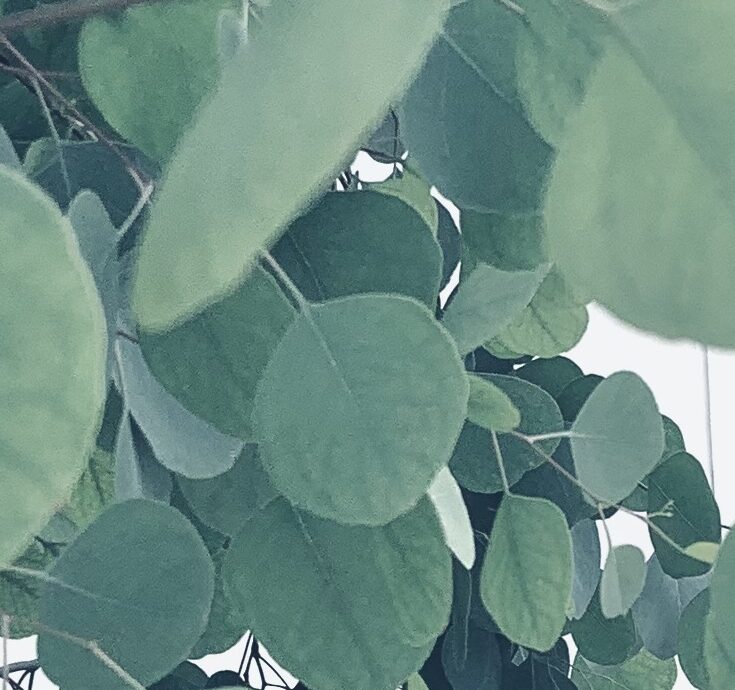エシカル